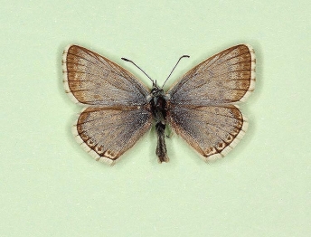 minutissimus Chalkhill Blue (Polyommatus (Lysandra) coridon)