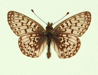 plesiensis Small Pearl-bordered Fritillary (Boloria selene)