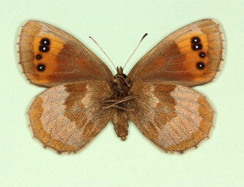 leucotaenia Scotch Argus (Erebia aethiops)