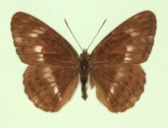 obliterae White Admiral (Limenitis camilla)