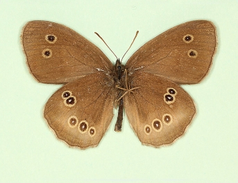 ab. nov Ringlet (Aphantopus hyperanthus)