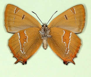 nov Brown Hairstreak (Thecla betulae)