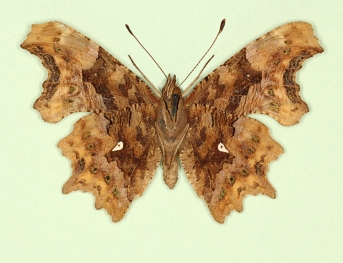 sagitta-album Comma (Polygonia c-album)