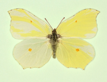 Gynandromorph/intersex Brimstone (Gonepteryx rhamni)