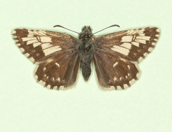 taras Grizzled Skipper (Pyrgus malvae)