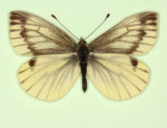 flava + continua Green-veined White (Pieris napi)