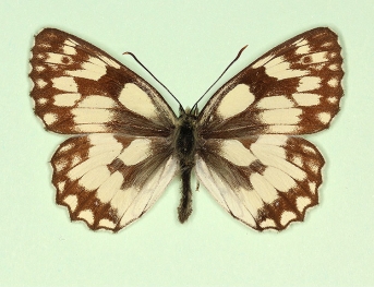 epanops Marbled White (Melanargia galathea)