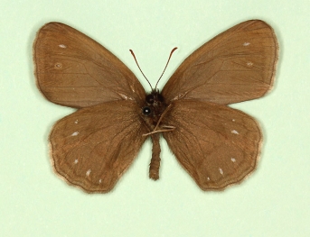 arete + lanceolata Ringlet (Aphantopus hyperanthus)