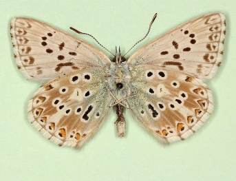 basijuncta + i-nigrum Chalkhill Blue (Polyommatus (Lysandra) coridon)