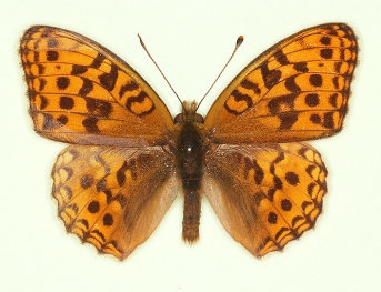 callisto High Brown Fritillary (Argynnis adippe)