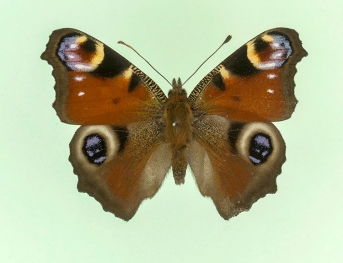 irenea Peacock (Inachis io)