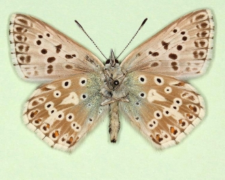 lunacuspidus Chalkhill Blue (Polyommatus (Lysandra) coridon)