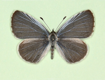 anteatrata Holly Blue (Celastrina argiolus)
