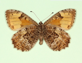 parviocellata Grayling (Hipparchia semele)