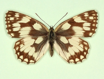 citrana Marbled White (Melanargia galathea)