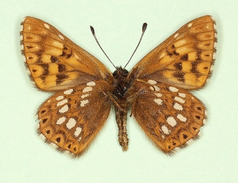 ab. nov Duke of Burgundy (Hamearis lucina)