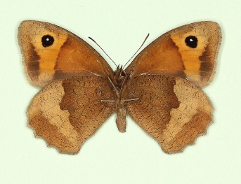 anticastanea Meadow Brown (Maniola jurtina)