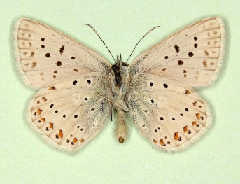 pallidula Chalkhill Blue (Polyommatus (Lysandra) coridon)