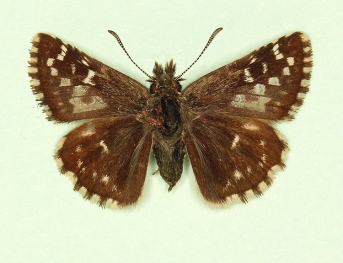 scabellata Grizzled Skipper (Pyrgus malvae)