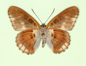 nigrina White Admiral (Limenitis camilla)