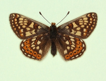 leucophana Marsh Fritillary (Euphydryas aurinia)