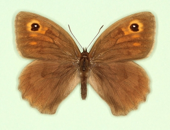 pauper Meadow Brown (Maniola jurtina)