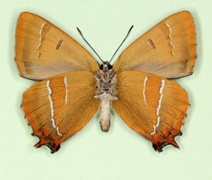 nov Brown Hairstreak (Thecla betulae)