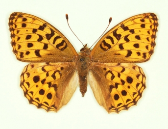 nov High Brown Fritillary (Argynnis adippe)