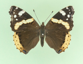 millierei Red Admiral (Vanessa atalanta)