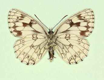 ab. nov Marbled White (Melanargia galathea)