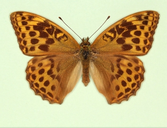 nov Silver-washed Fritillary (Argynnis paphia)