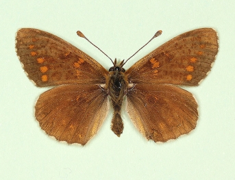 cymothoe Heath Fritillary (Melitaea athalia)