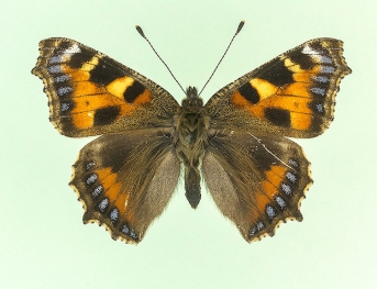 adumbrata + unipuncta Small Tortoiseshell (Aglais urticae)