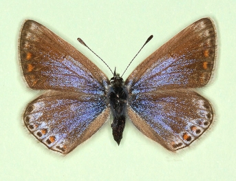 nov Common Blue (Polyommatus (Lysandra) icarus)
