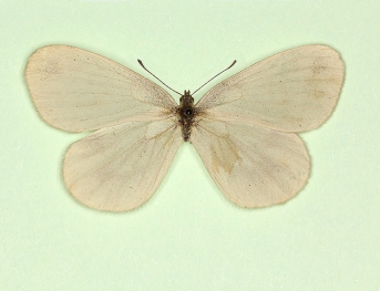 ramei Wood White (Leptidea sinapis)