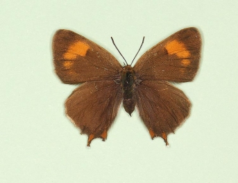 minor Brown Hairstreak (Thecla betulae)
