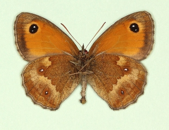 postobsoleta Gatekeeper (Pyronia tithonus)