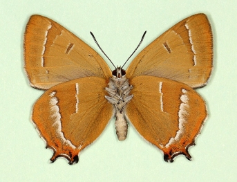 latifasciata Brown Hairstreak (Thecla betulae)