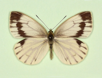 interjuncta Green-veined White (Pieris napi)