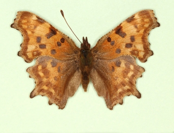 nov Comma (Polygonia c-album)