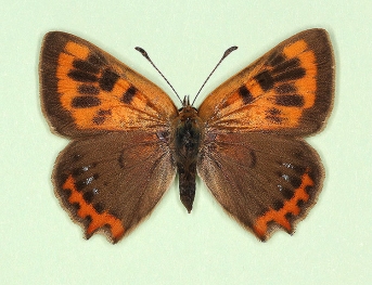 kochi Small Copper (Lycaena phlaeas)
