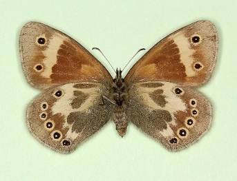 cockaynei Large heath (Coenonympha tullia)