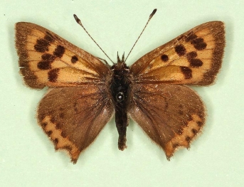 extensa Small Copper (Lycaena phlaeas)