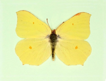 ab. nov Brimstone (Gonepteryx rhamni)