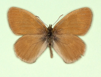 laidion Large heath (Coenonympha tullia)