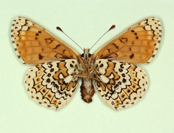 jubilaris Glanville Fritillary (Melitaea cinxia)