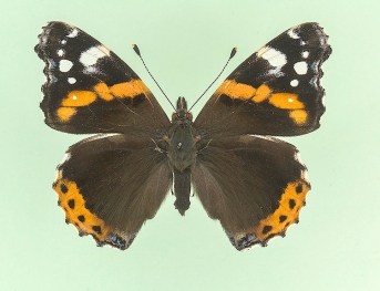 ab.nov Red Admiral (Vanessa atalanta)