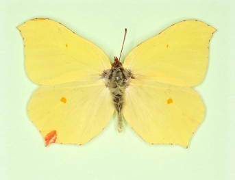 ab. nov Brimstone (Gonepteryx rhamni)