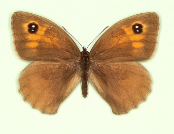 bioculata Meadow Brown (Maniola jurtina)