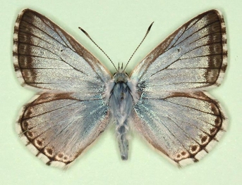 alternafimbriata Chalkhill Blue (Polyommatus (Lysandra) coridon)